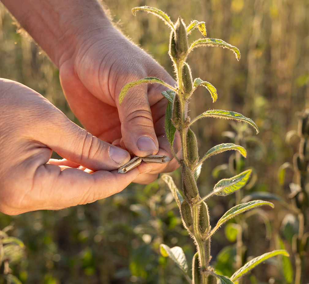 Israeli Sesame