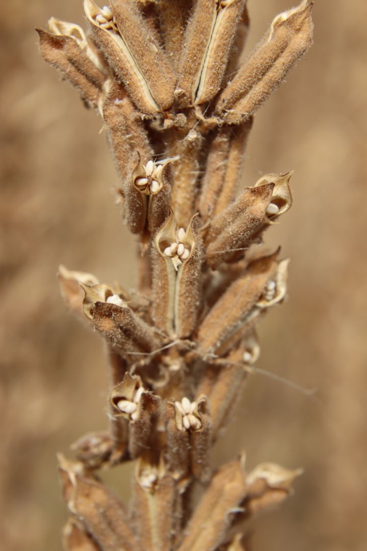 Israeli Sesame