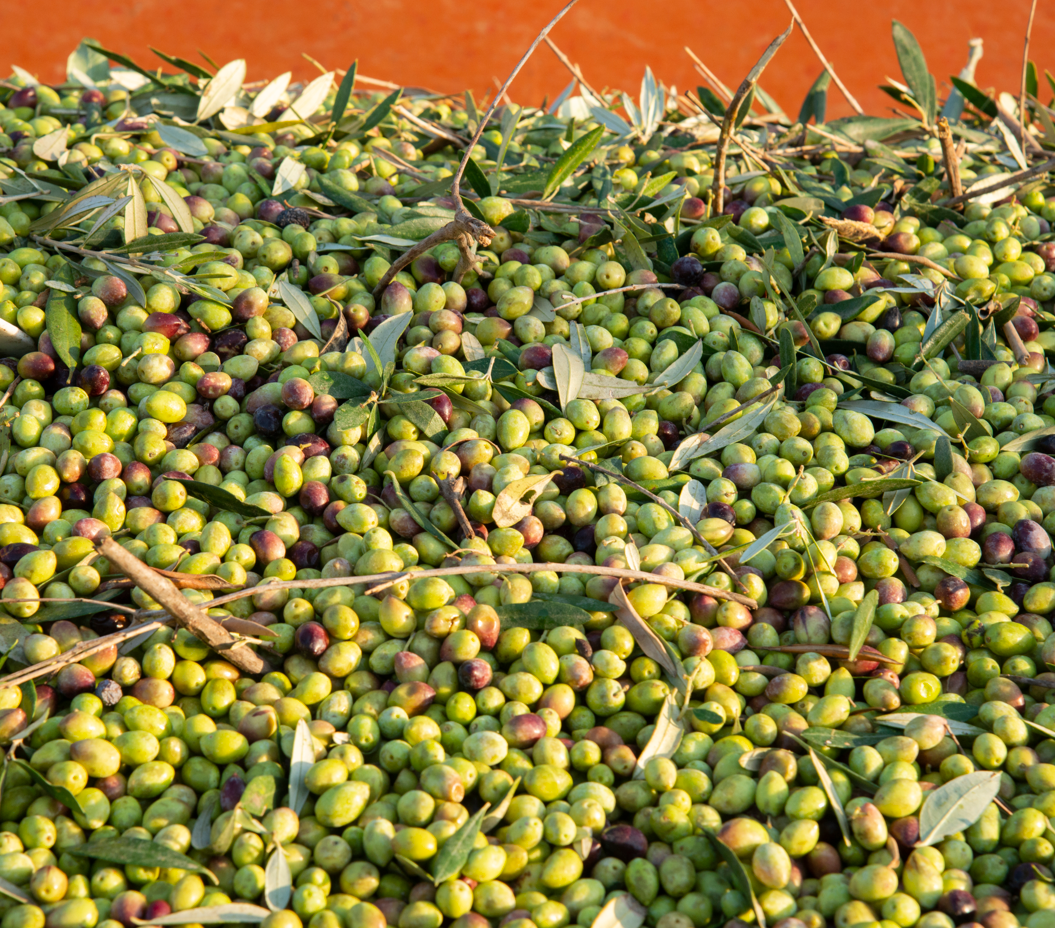 The Olive Press